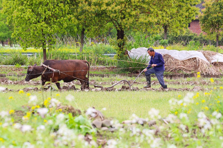 清明將至，各地農(nóng)事忙