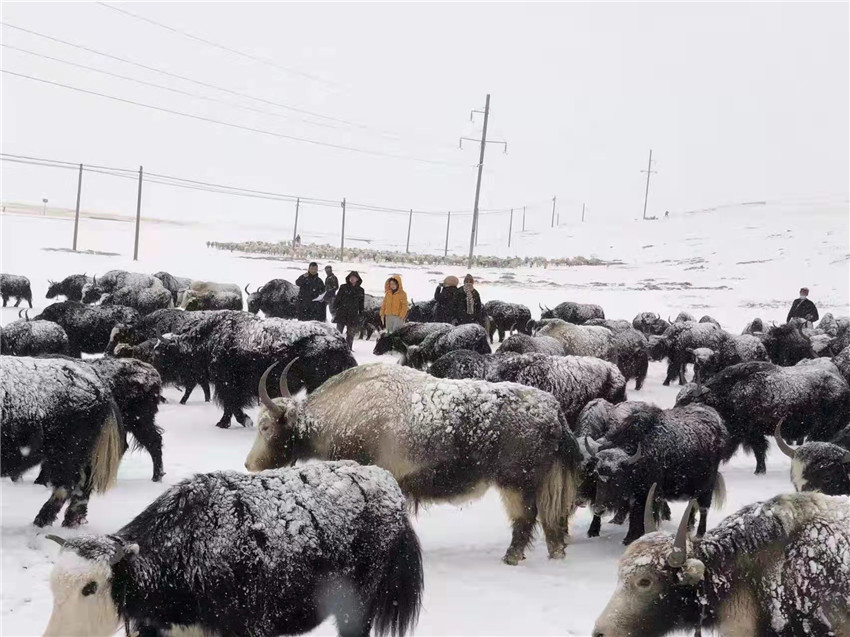 地處“云端之上”生命禁區(qū)“的農(nóng)行石渠支行80后青年益西多吉說”今年疫情流行，大伙冒雪下鄉(xiāng)送金融服務(wù)，新年首日就為農(nóng)戶發(fā)放了3000多萬元，點亮百姓牦牛致富夢，疫情終將過去，筑夢春天，我們協(xié)力點燃牧民發(fā)展信心“.jpg