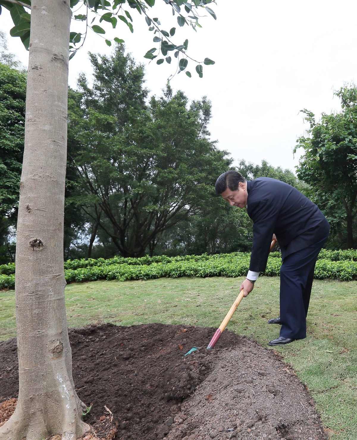 2012年12月8日，習(xí)近平在深圳蓮花山公園種下一棵高山榕樹(shù)。