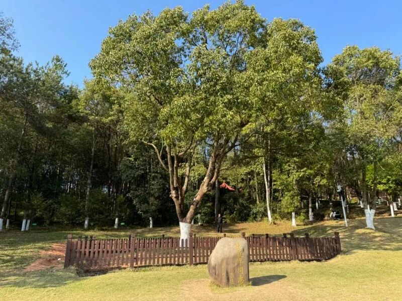 習(xí)近平同志為福建省長汀縣水土保持科教園捐種的香樟樹。圖源：學(xué)習(xí)時(shí)報(bào)