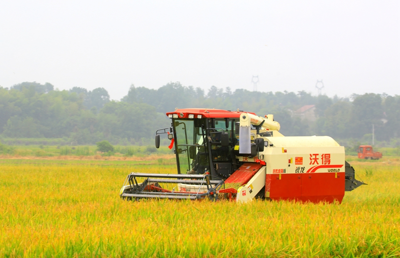早稻收割忙，農(nóng)機(jī)來(lái)助力。常德市鼎城區(qū)融媒體中心供圖